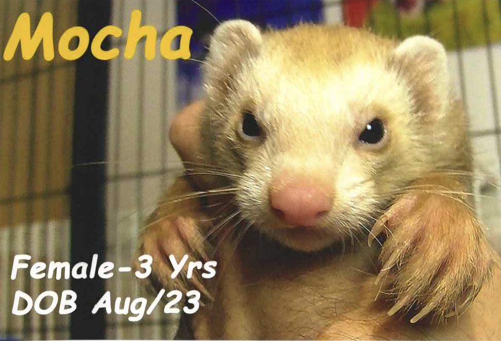 Enlarge Mocha, a Adopted Ferret in Eatontown, NJ image 3/4