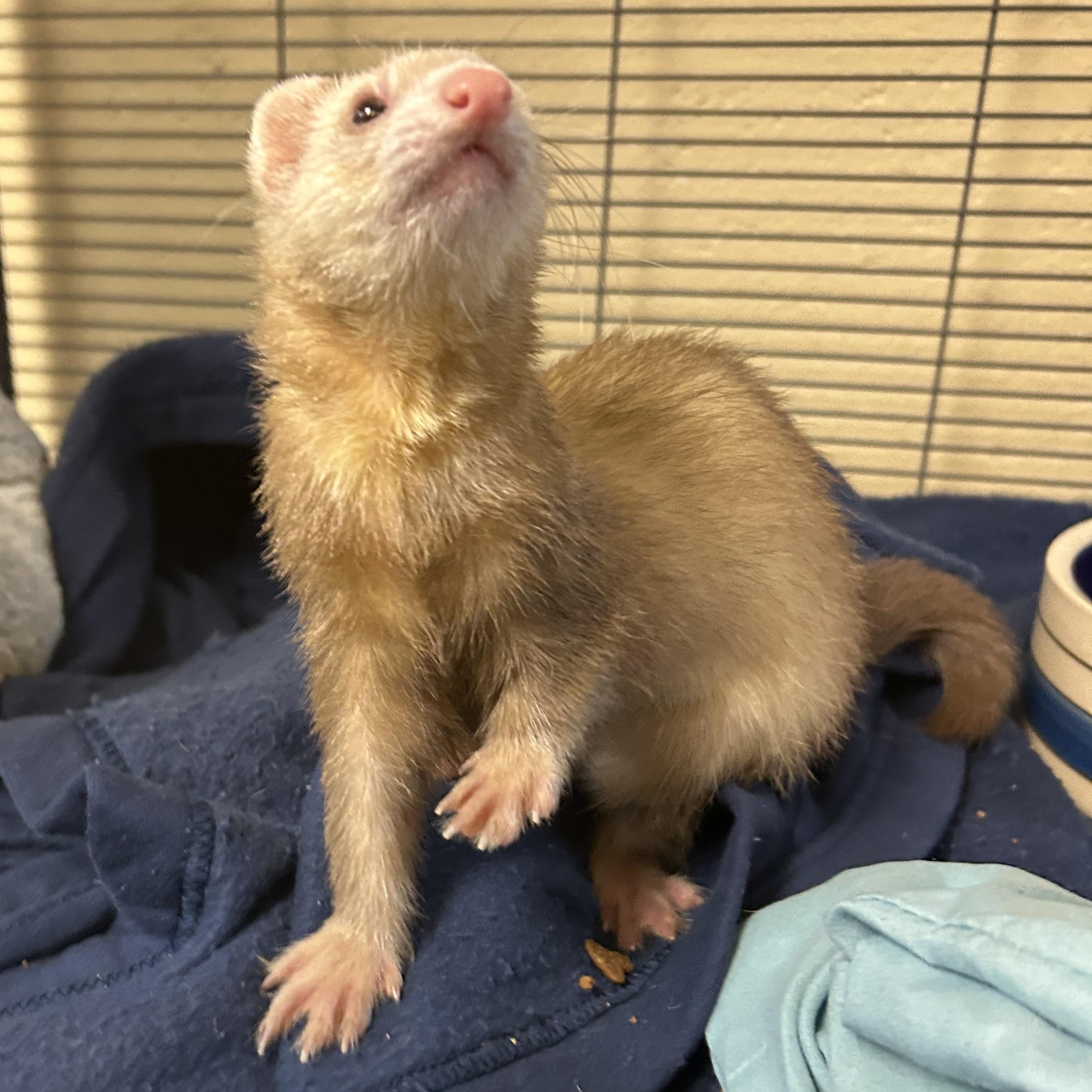 Enlarge Mocha, a Adopted Ferret in Eatontown, NJ image 2/4