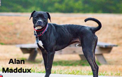 Maddux — thumbnail 2