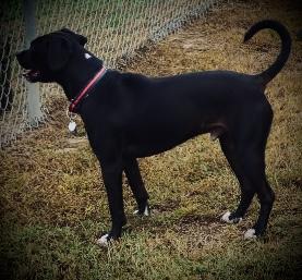 Maddux — thumbnail 3