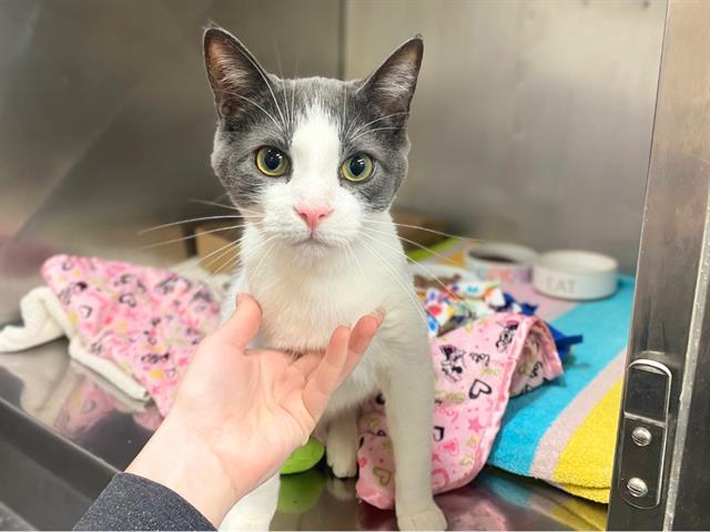 MILES, Adoptable, Young Male Domestic Short Hair.