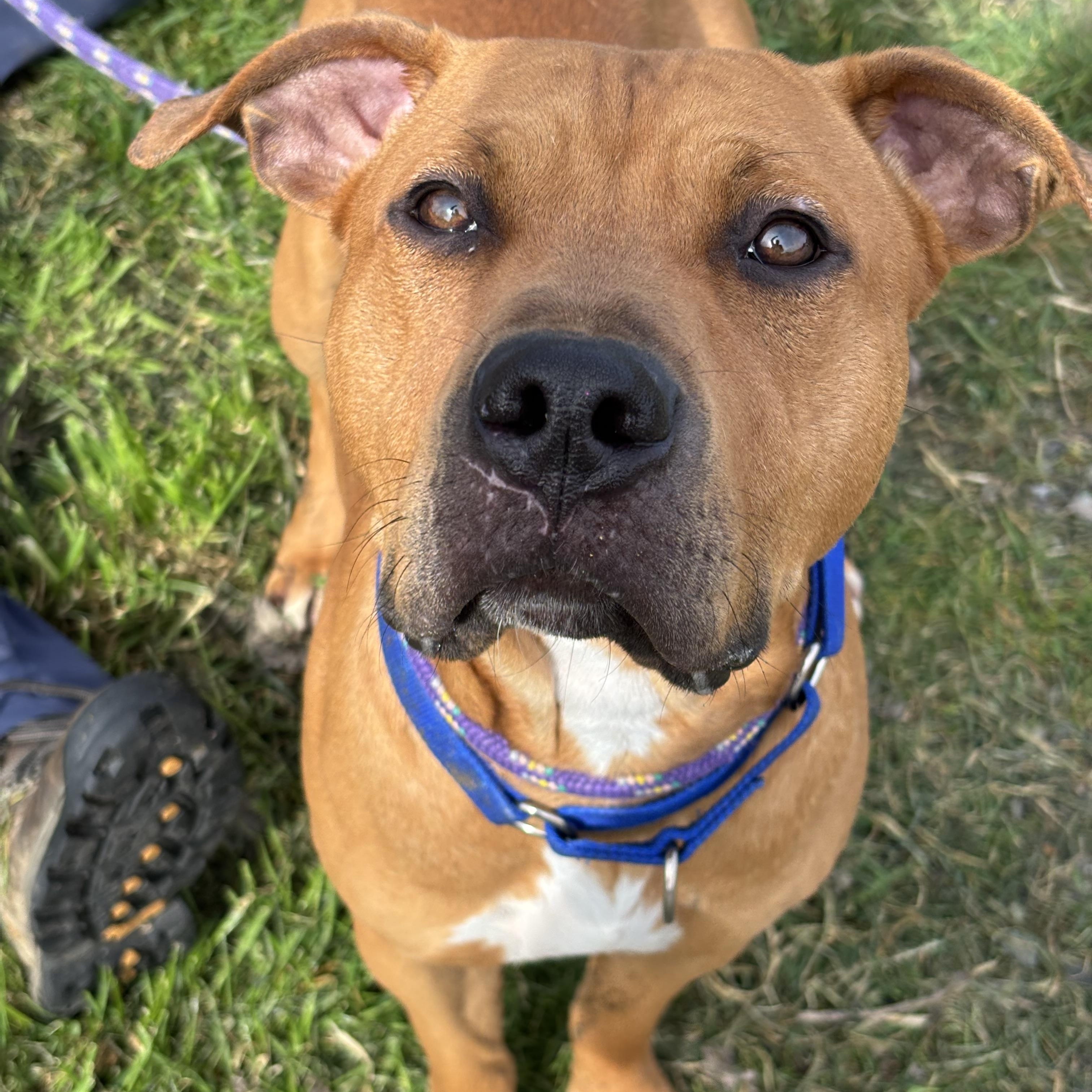 Phineas, ADOPTABLE, Adult Male Terrier.