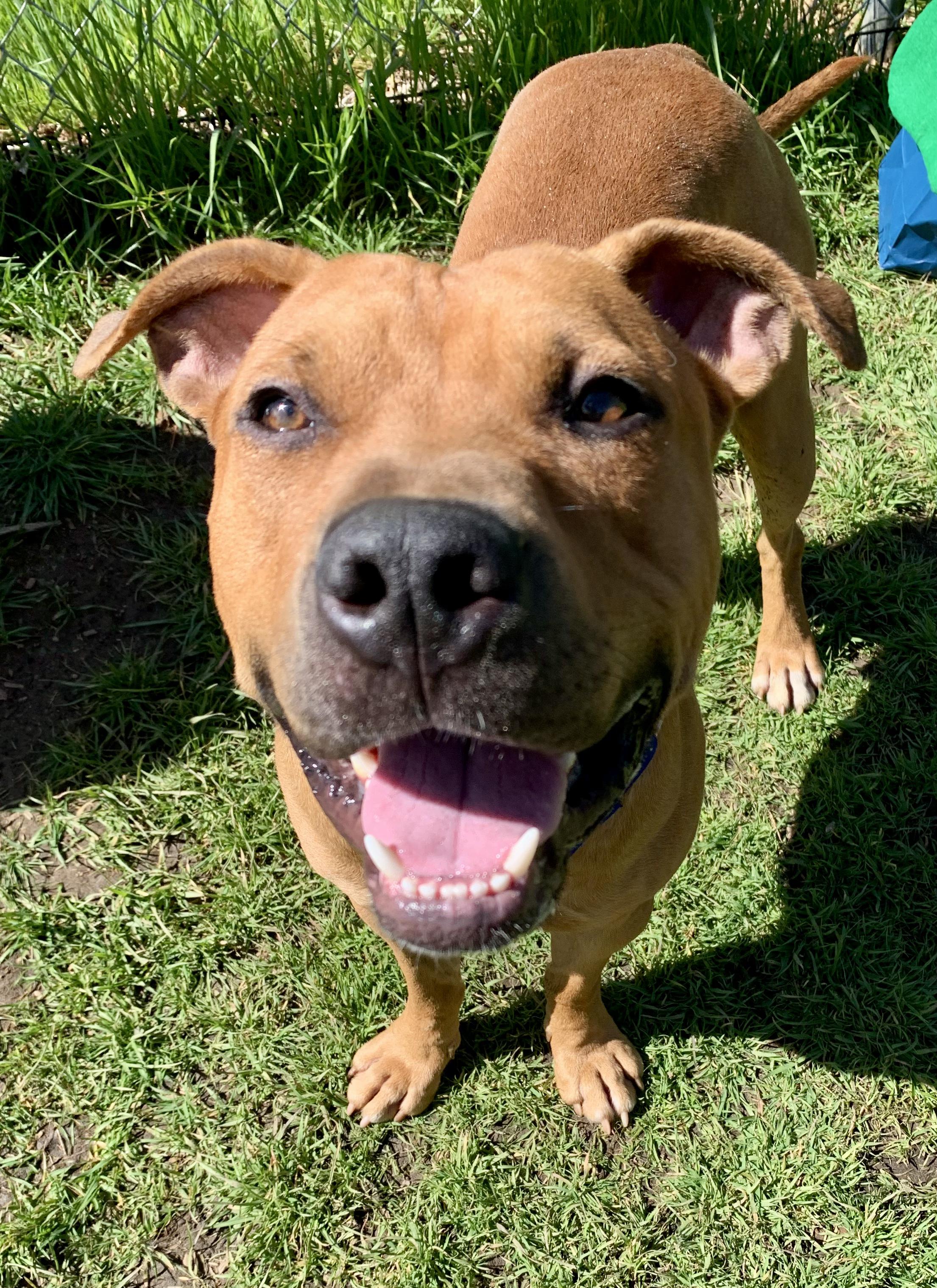 Enlarge Phineas, a ADOPTABLE mixed breed in Grass Valley, CA image 1/6