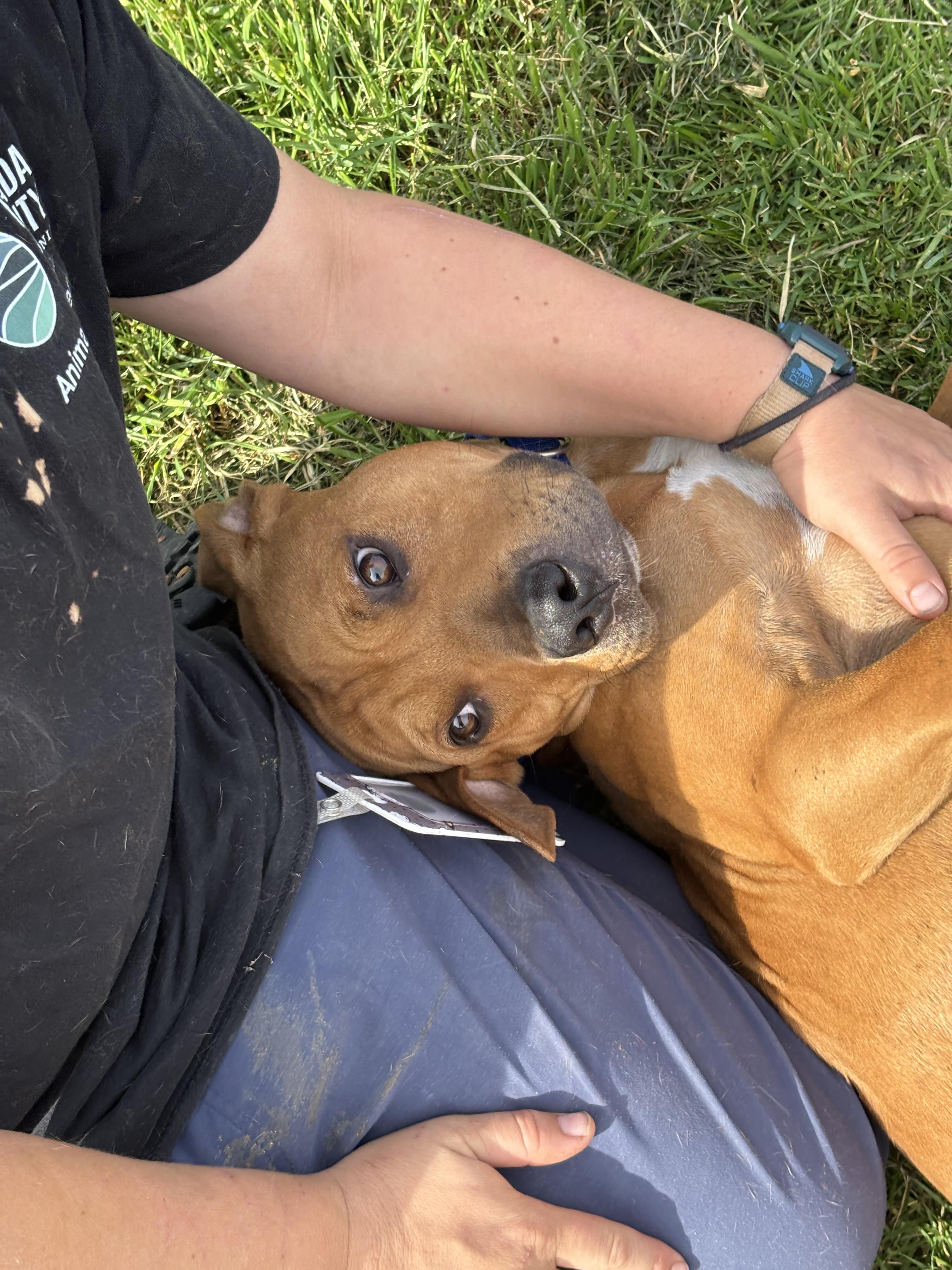 Phineas, a ADOPTABLE mixed breed in Grass Valley, CA image 4/4