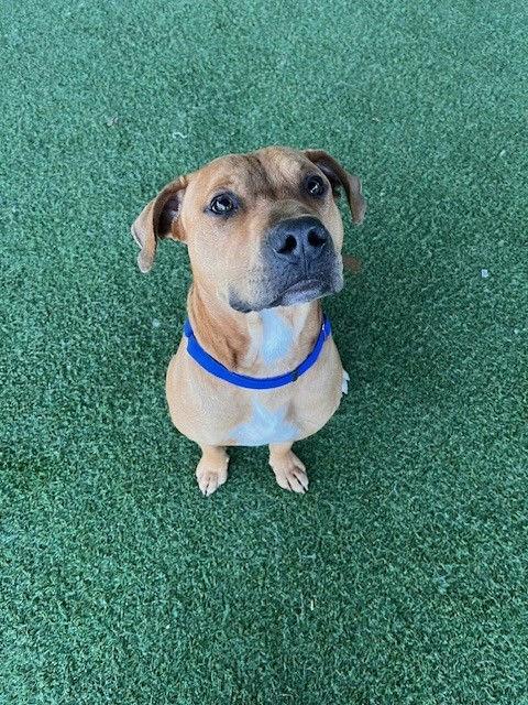 Phineas, a ADOPTABLE mixed breed in Grass Valley, CA image 2/4