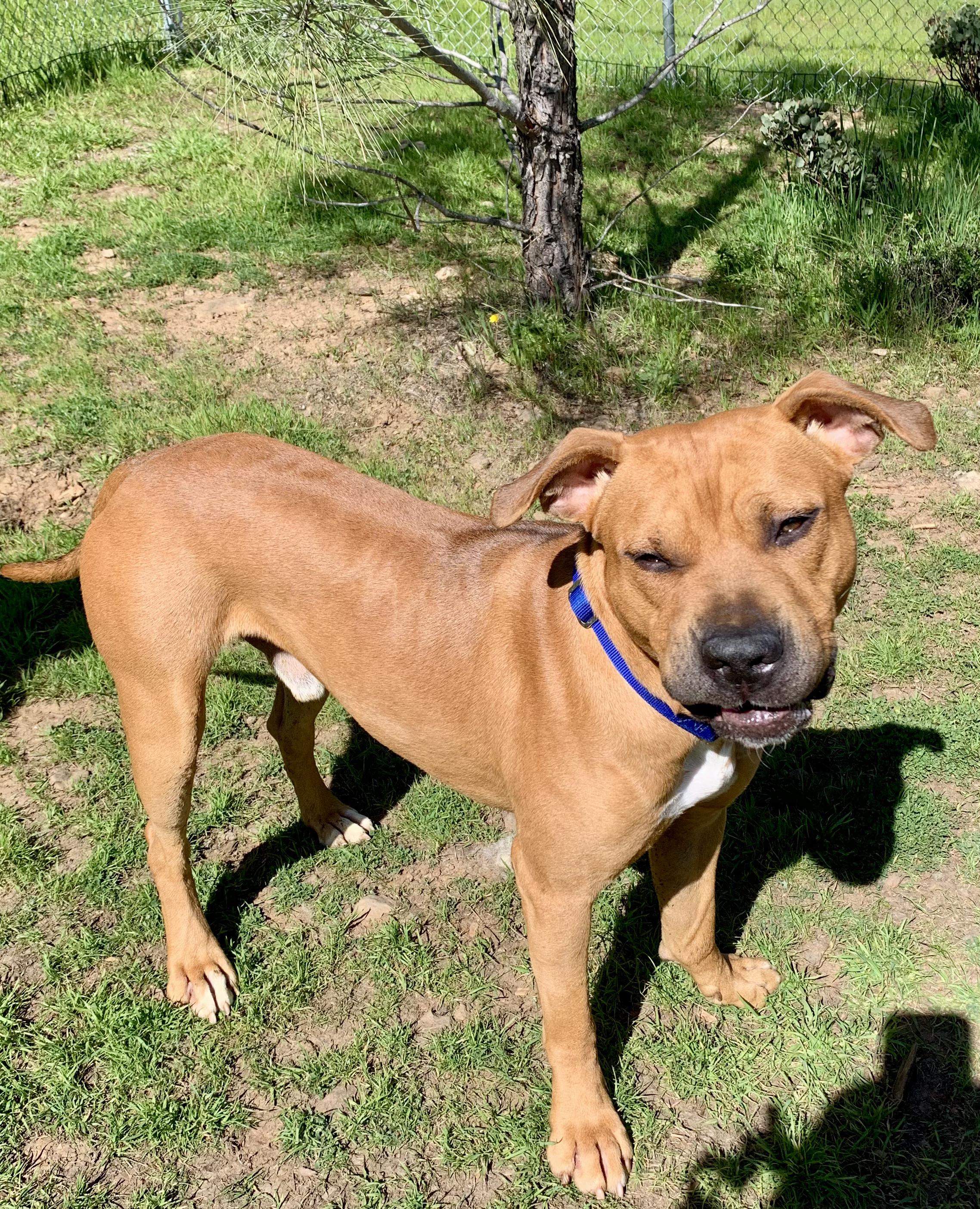 Enlarge Phineas, a ADOPTABLE mixed breed in Grass Valley, CA image 6/6