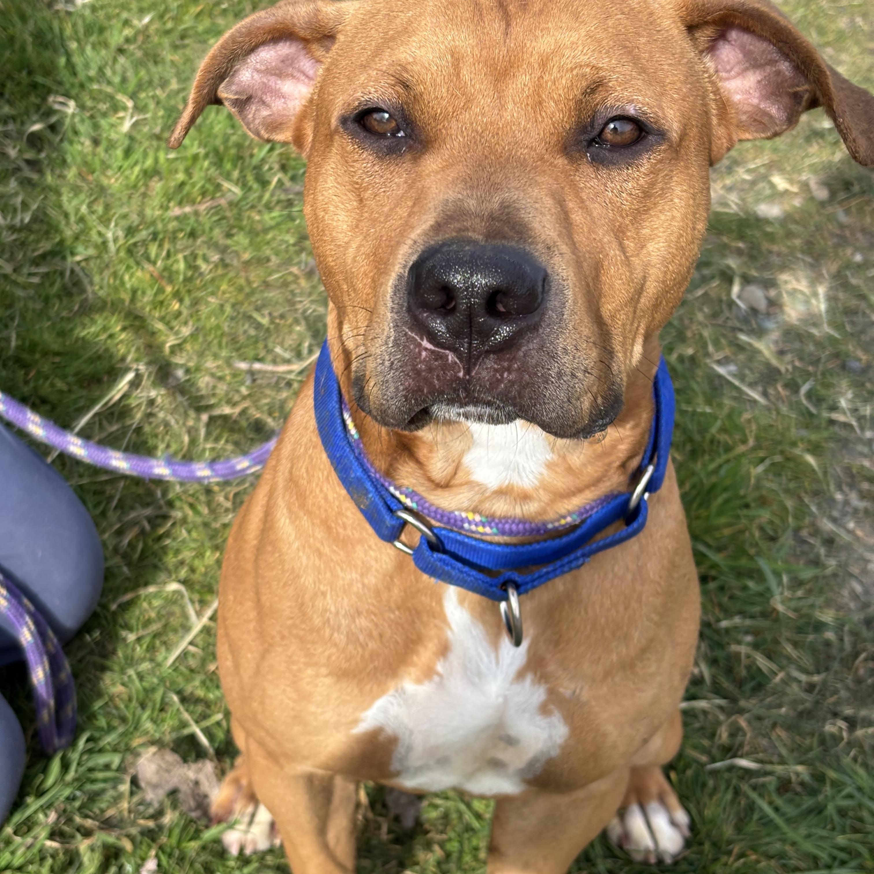 Phineas, a ADOPTABLE mixed breed in Grass Valley, CA image 3/4