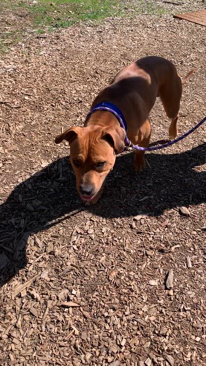 Enlarge Phineas, a ADOPTABLE mixed breed in Grass Valley, CA video 5/6