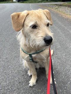 Enlarge Griffey, a Adoptable mixed breed in Seattle, WA image 2/2