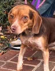 Honey, Adoptable, Young Female Beagle.