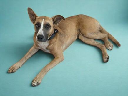 BROWNIE, Adoptable, Adult Male German Shepherd Dog.