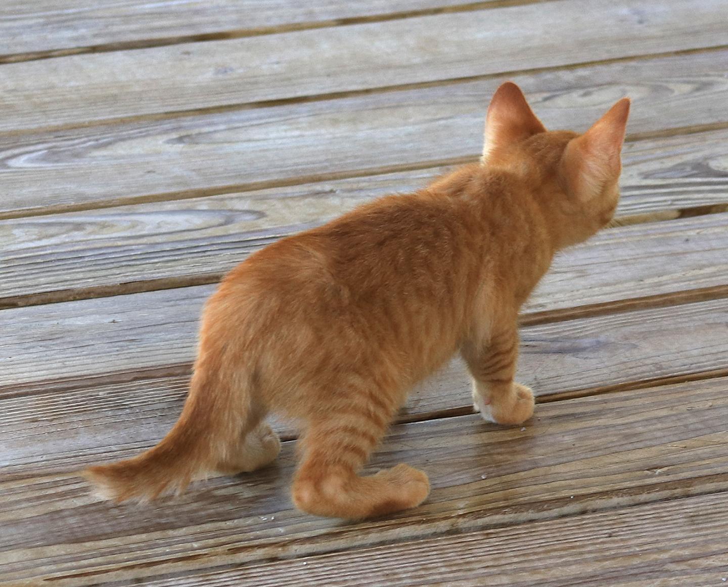 Cayenne, an adopted Domestic Short Hair in North Fort Myers, FL image 3/3