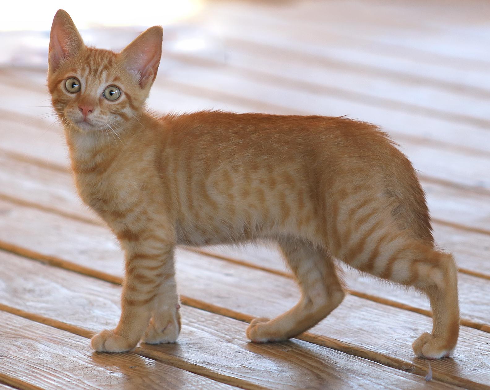 Cayenne, an adopted Domestic Short Hair in North Fort Myers, FL image 2/3