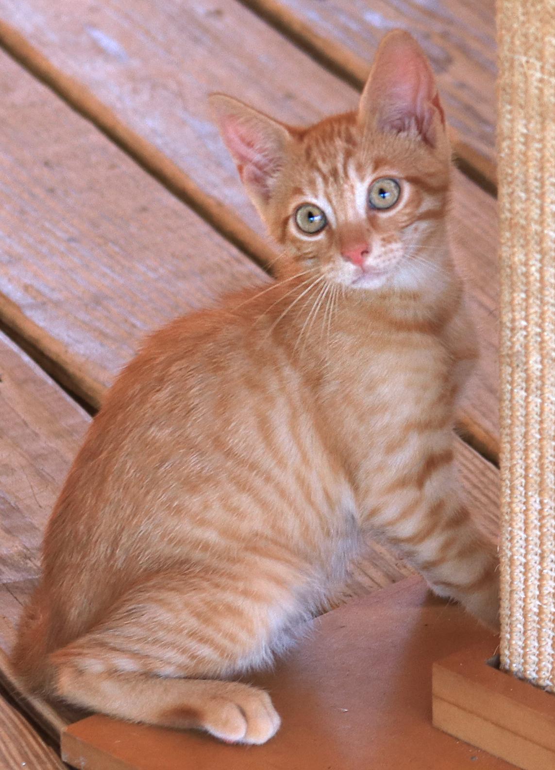 Cayenne, adopted, Kitten Male Domestic Short Hair.