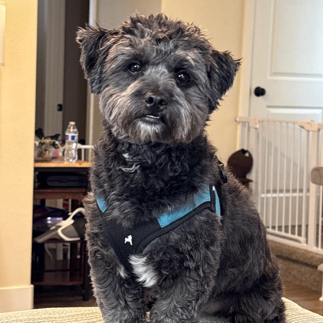 Enlarge Shadow, a Adoptable Maltese in Cashmere, WA image 1/3