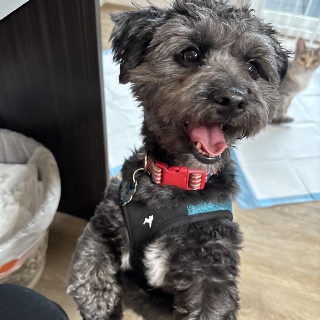 Enlarge Shadow, a Adoptable Maltese in Cashmere, WA image 2/3