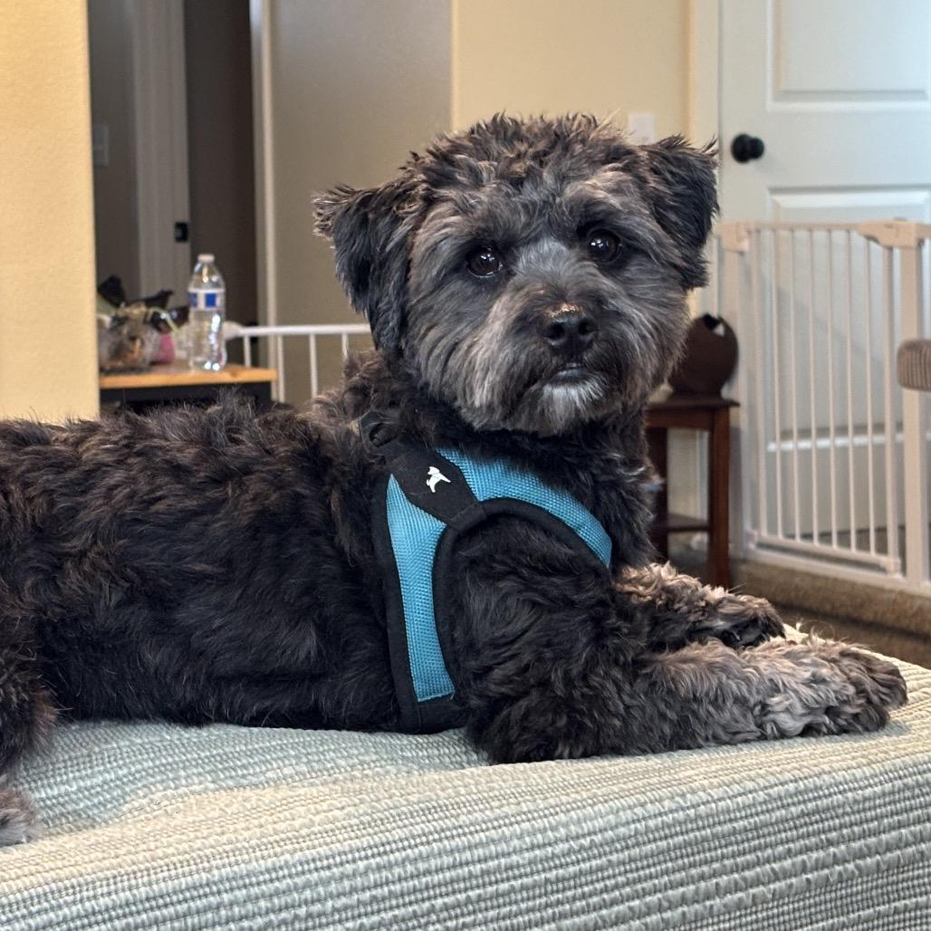 Enlarge Shadow, a Adoptable Maltese in Cashmere, WA image 3/3