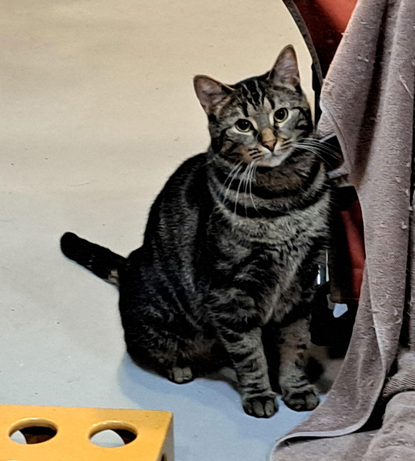 Daisy, Adoptable, Adult Female Tabby & Domestic Short Hair.