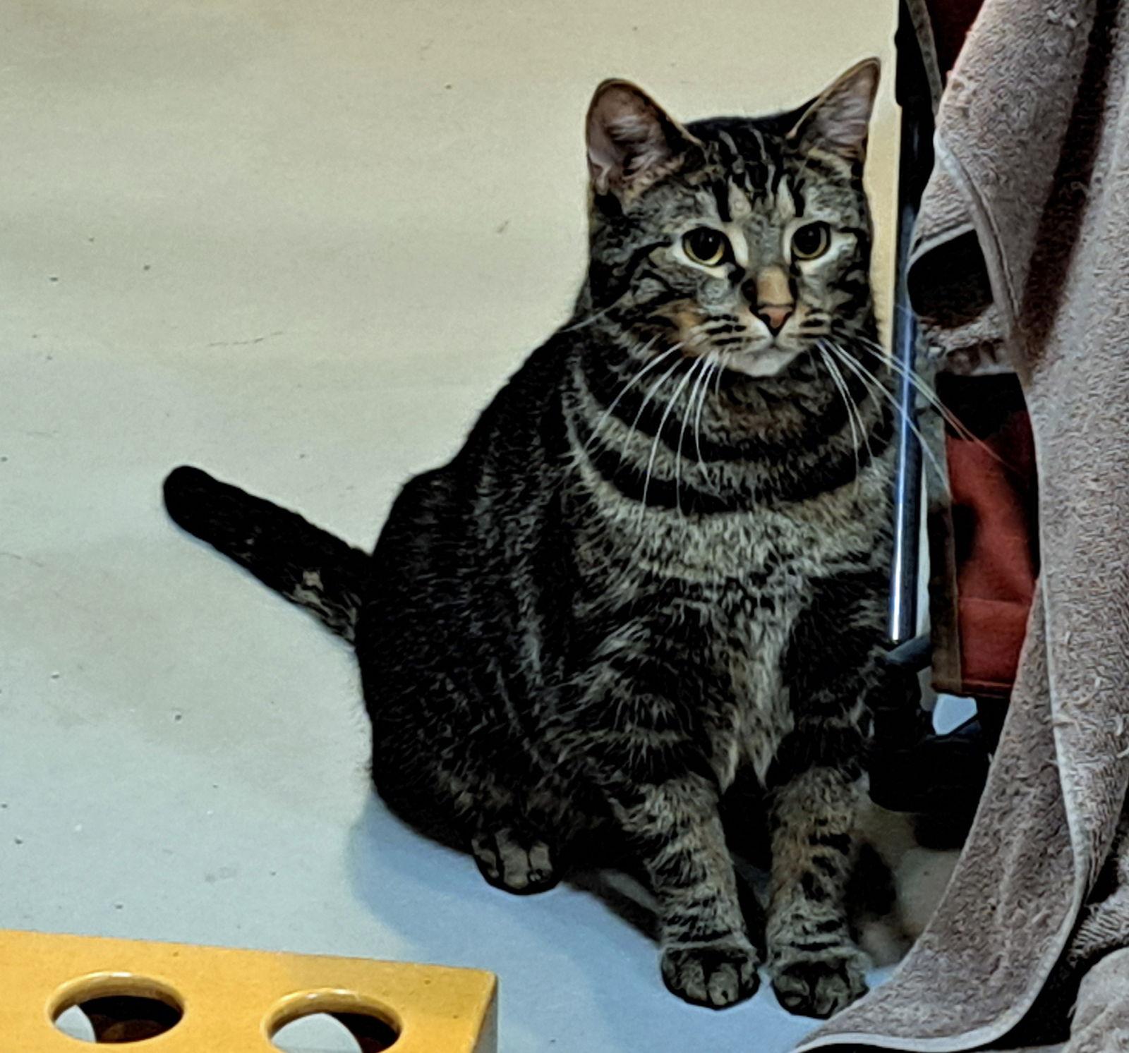 Enlarge Daisy, a Adoptable mixed breed in Amelia, OH image 2/3