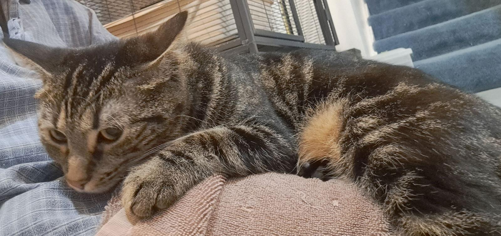 Enlarge Daisy, a Adoptable mixed breed in Amelia, OH image 3/3