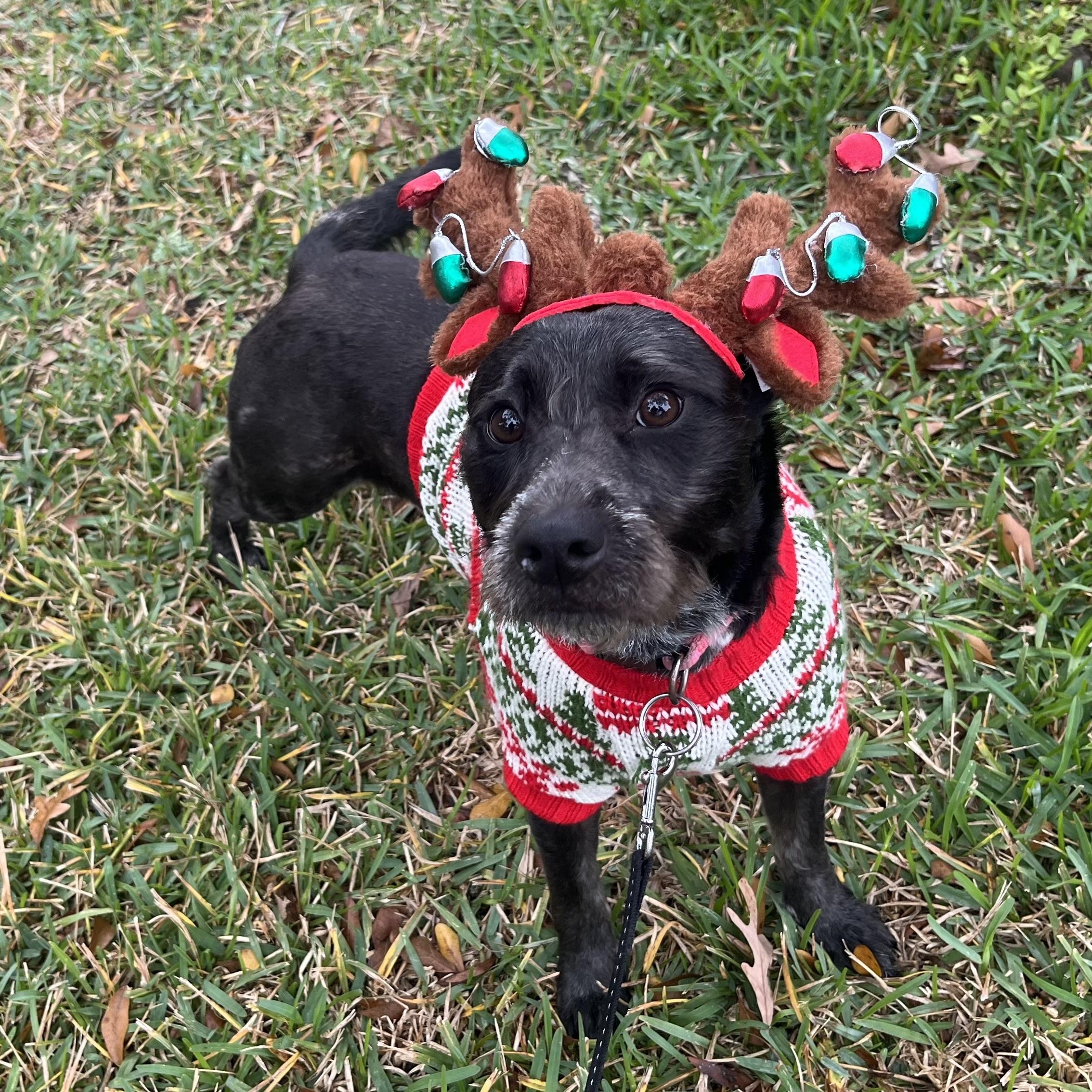 Roux, a ADOPTABLE mixed breed in Humble, TX image 1/5