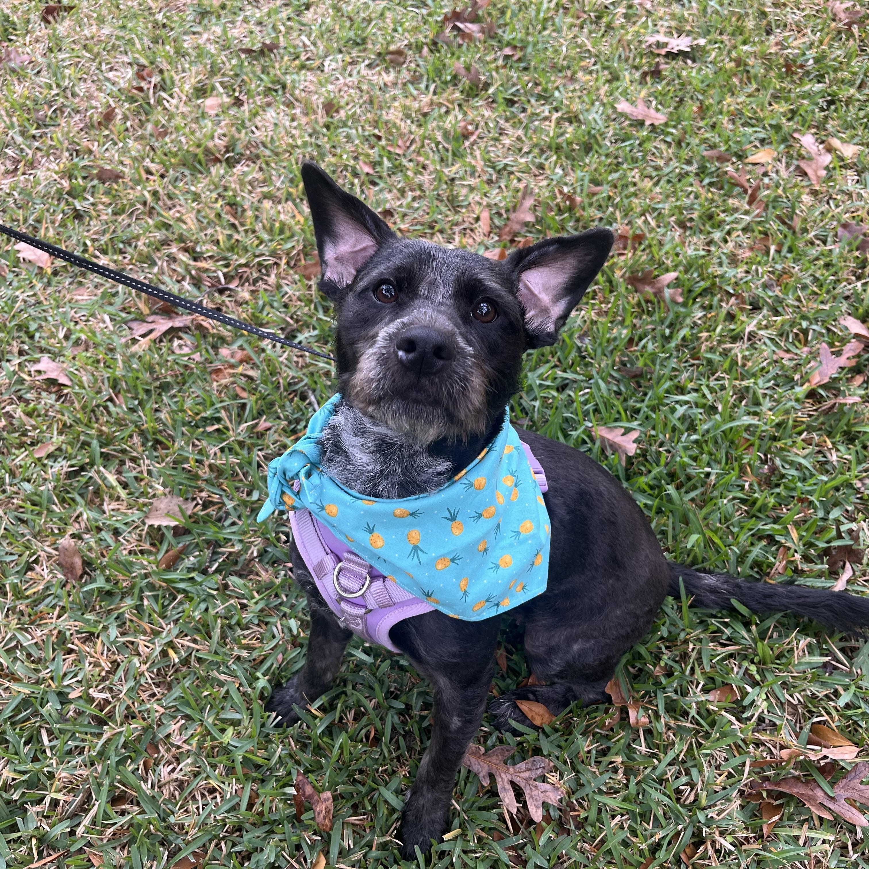 Roux, a ADOPTABLE mixed breed in Humble, TX image 5/5