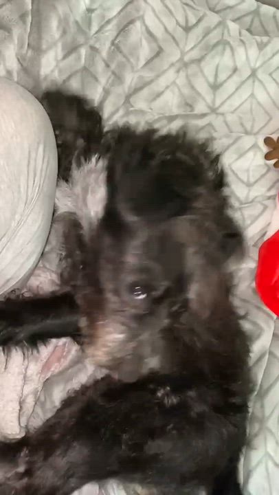 Enlarge Roux, a ADOPTABLE mixed breed in Humble, TX video 3/5