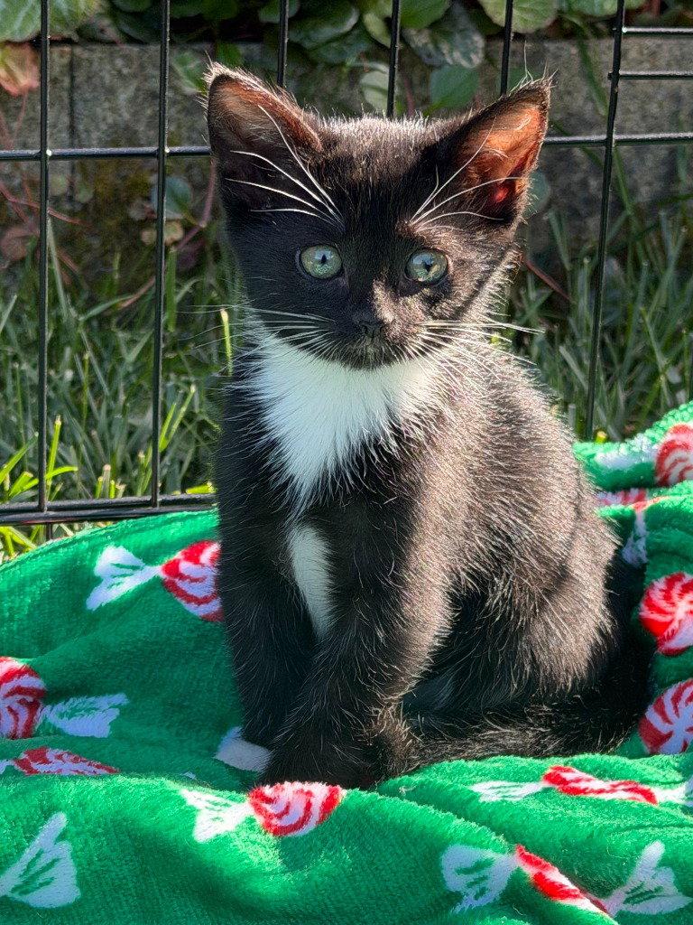 26-09 Ida, Adoptable, Kitten Female Domestic Short Hair.