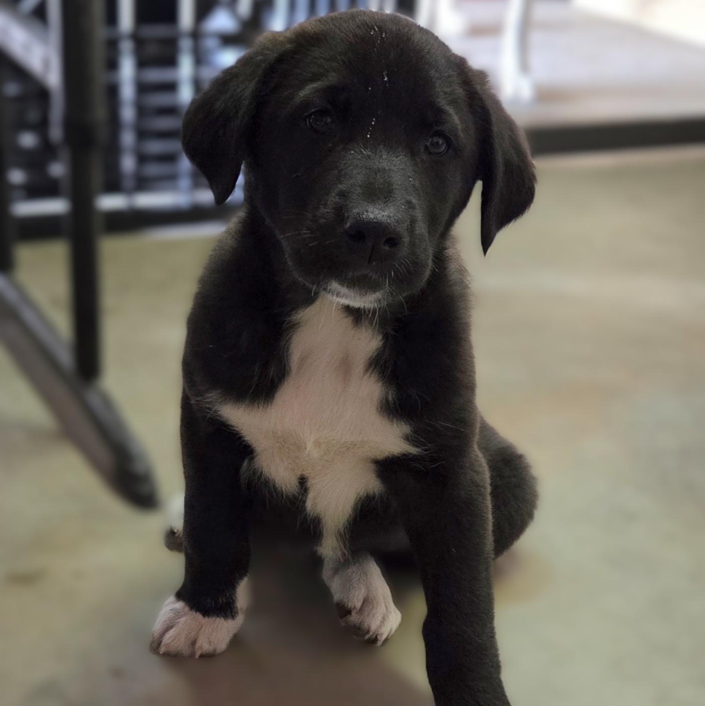 Enlarge Little Daisy, an adopted mixed breed in Perris, CA image 3/4