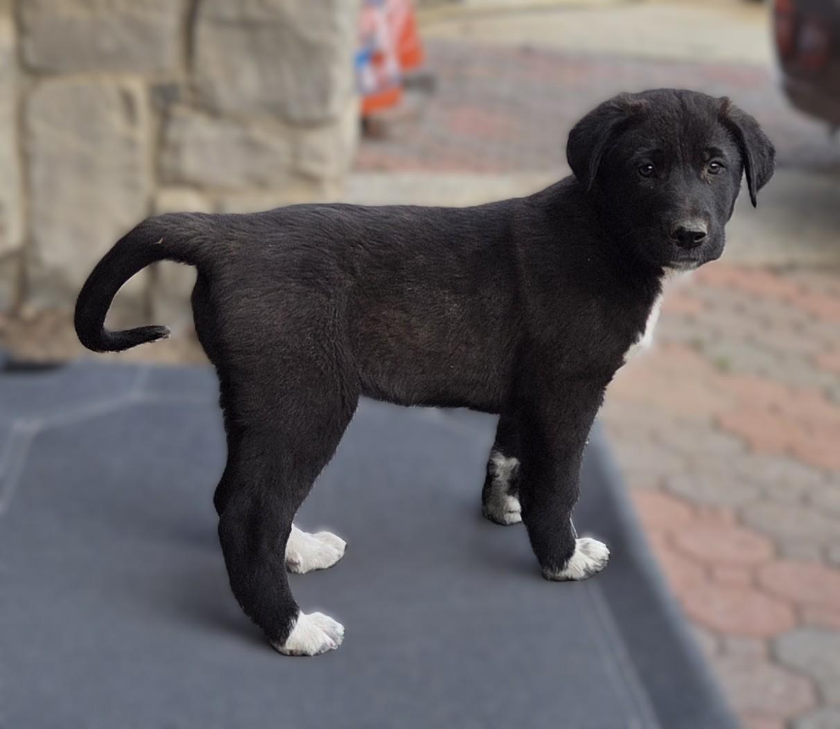 Enlarge Little Daisy, an adopted mixed breed in Perris, CA image 2/4