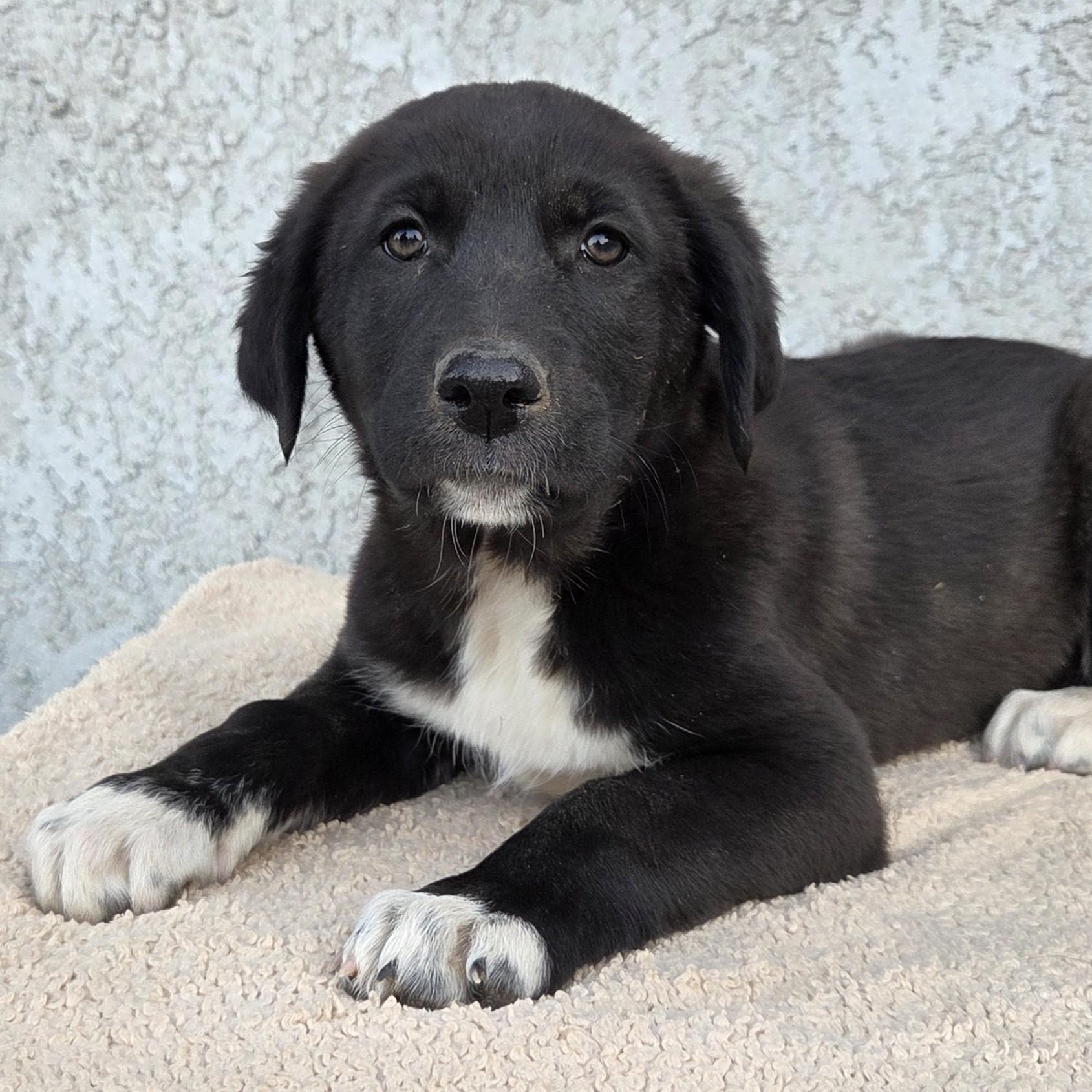 Little Daisy, ADOPTABLE, Puppy Female Labrador Retriever & Doberman Pinscher.