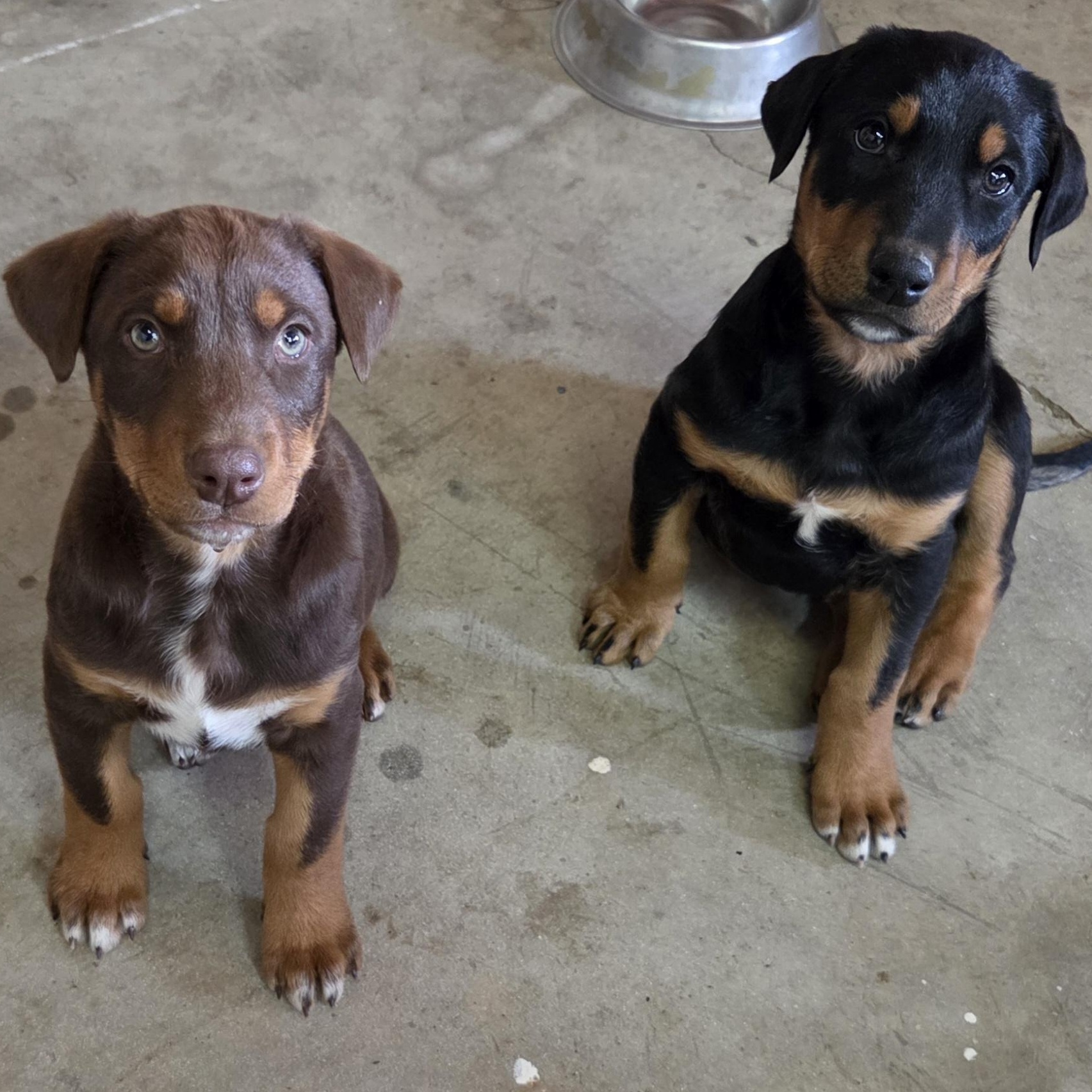 Enlarge Little Daisy, an adopted mixed breed in Perris, CA image 4/4