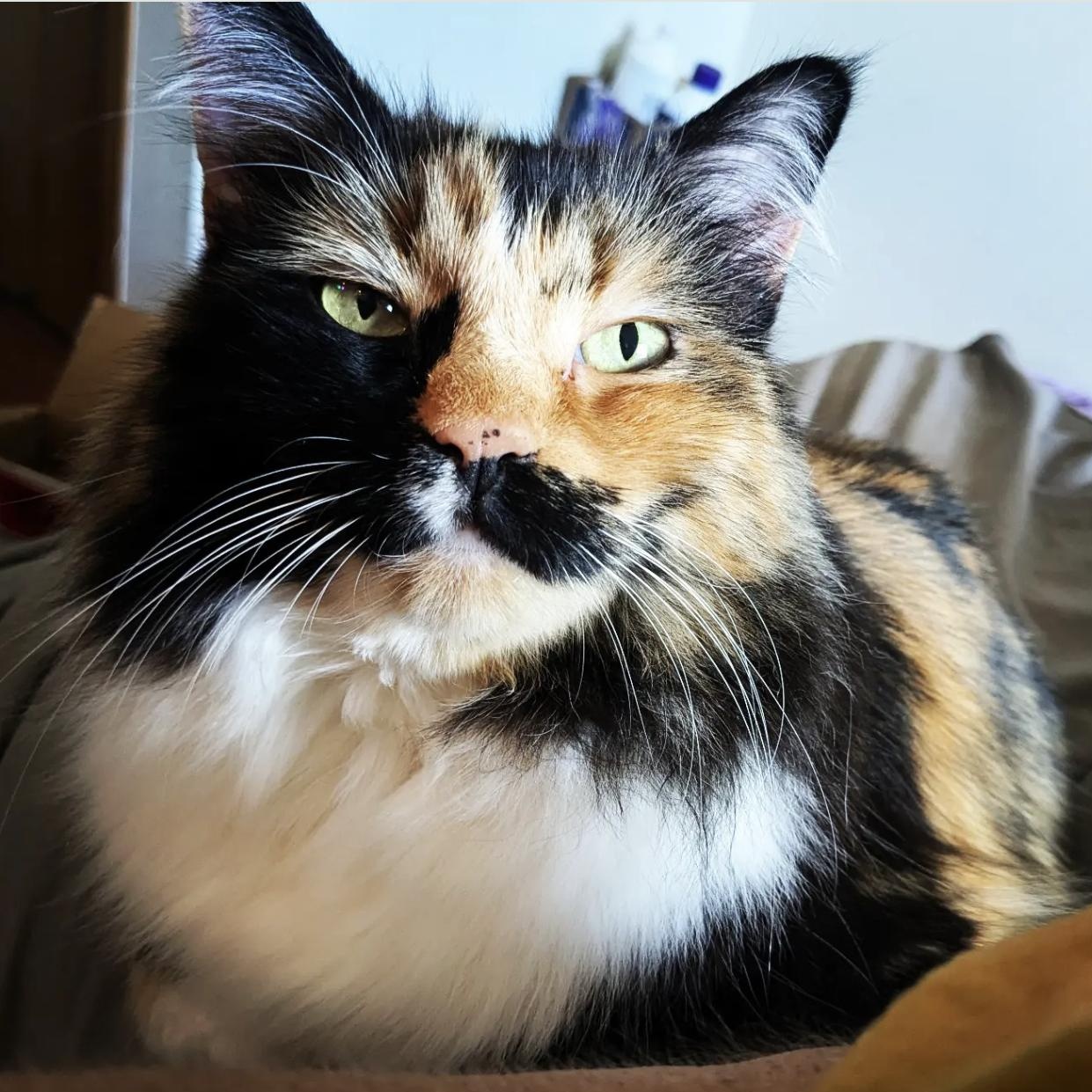 Jasmine, an adoptable Domestic Long Hair in Plymouth, MN, 55442 | Photo Image 1