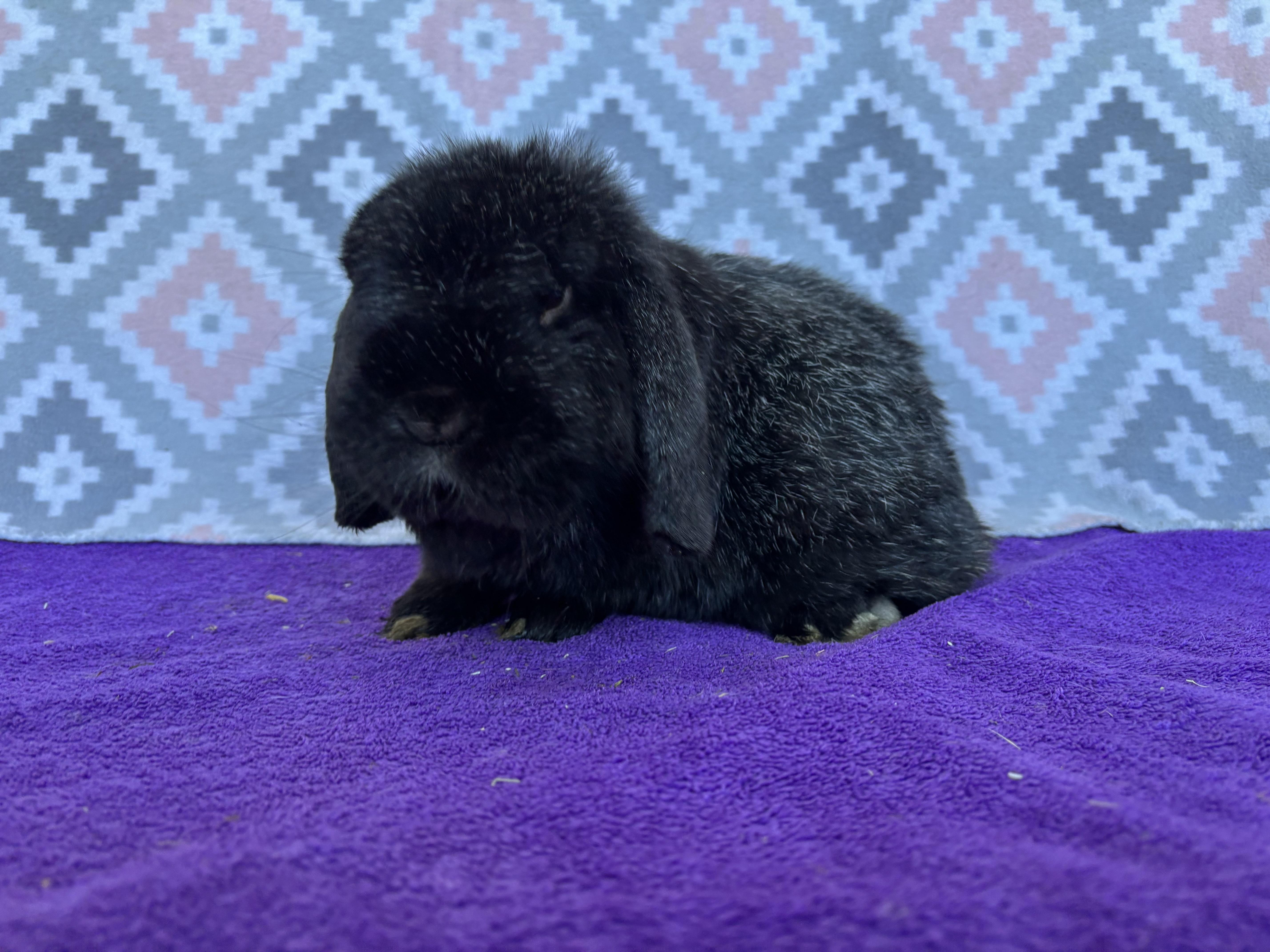 Mr Meow, ADOPTABLE, Adult Male Mini Lop.