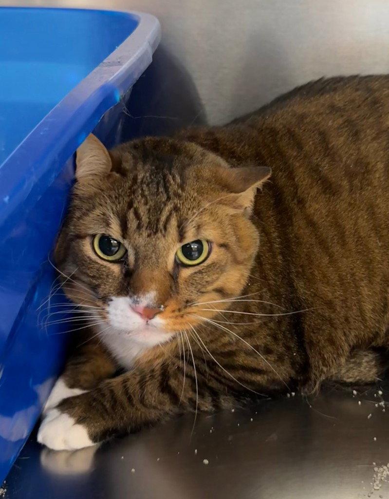 Chip, Adoptable, Adult Male Domestic Short Hair.