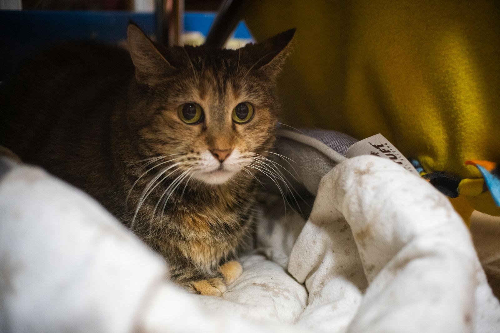 Enlarge Sassy Pants, a Adoptable Domestic Short Hair in Kansas City, MO image 1/2