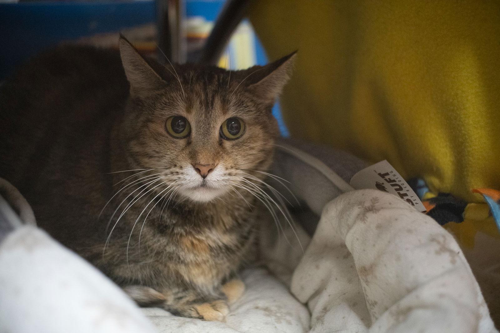 Enlarge Sassy Pants, a Adoptable Domestic Short Hair in Kansas City, MO image 2/2