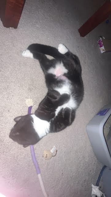 Trixie (152949) (In a foster home)