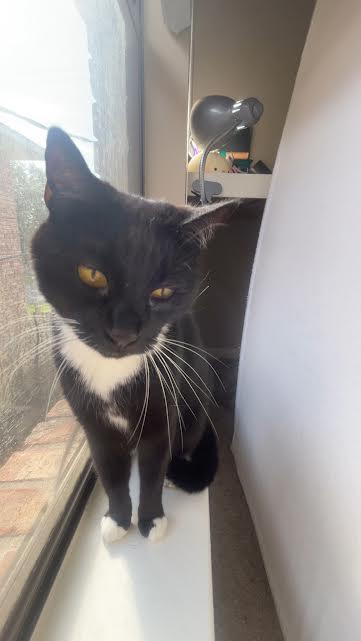 Trixie (152949) (In a foster home)