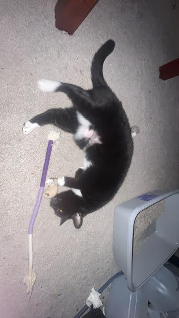 Trixie (152949) (In a foster home)