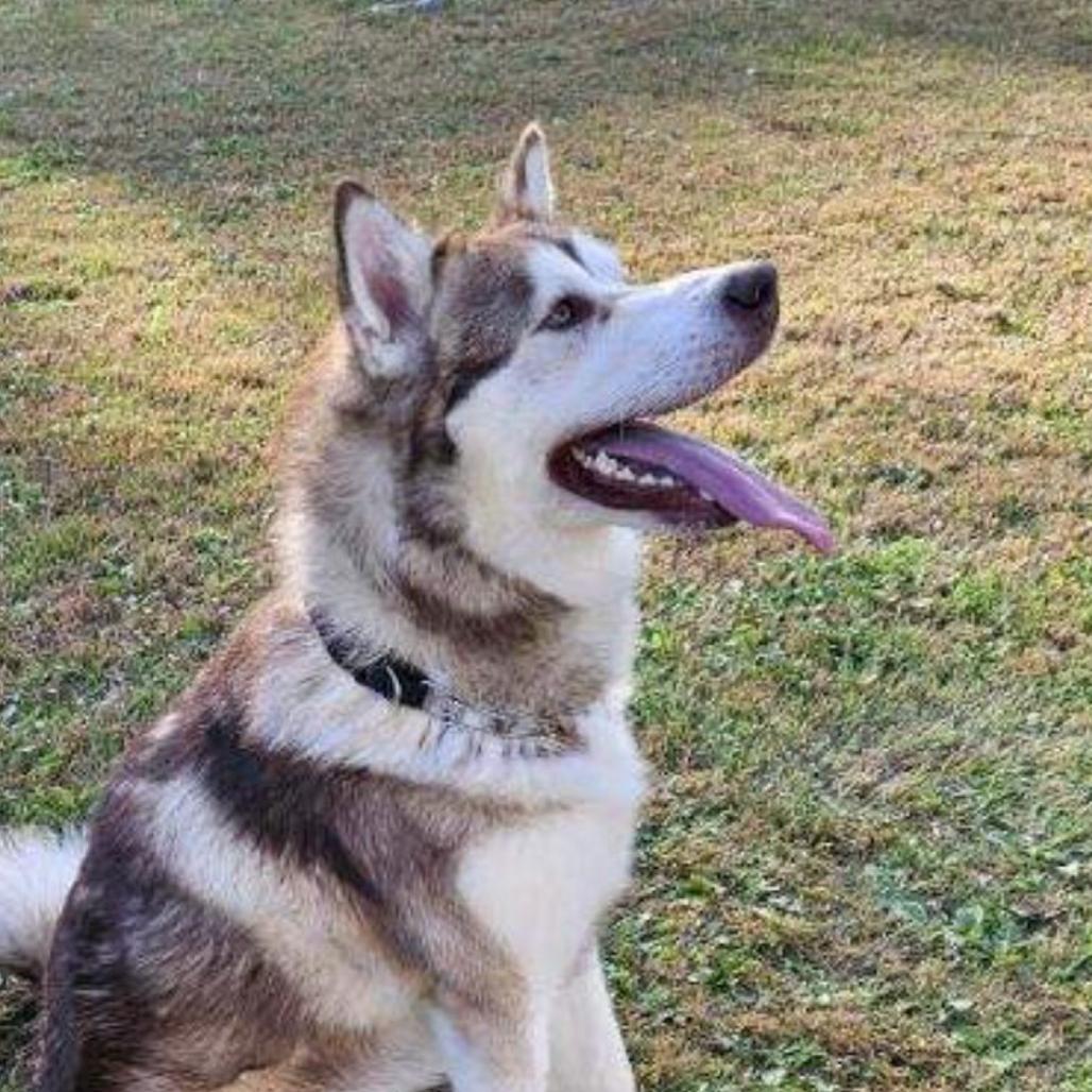 Dakota, Adoptable, Adult Male Alaskan Malamute.