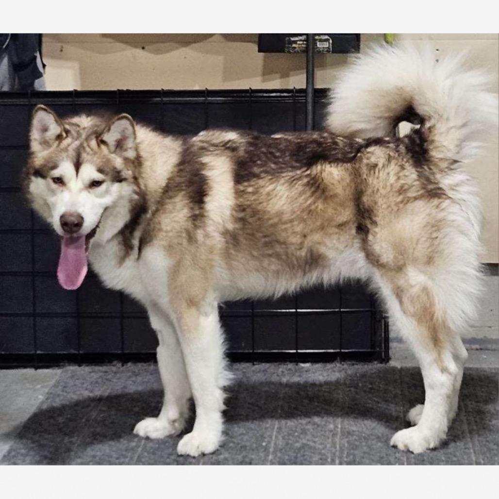 Dakota, a Adoptable Alaskan Malamute in Crystal, MN image 2/5