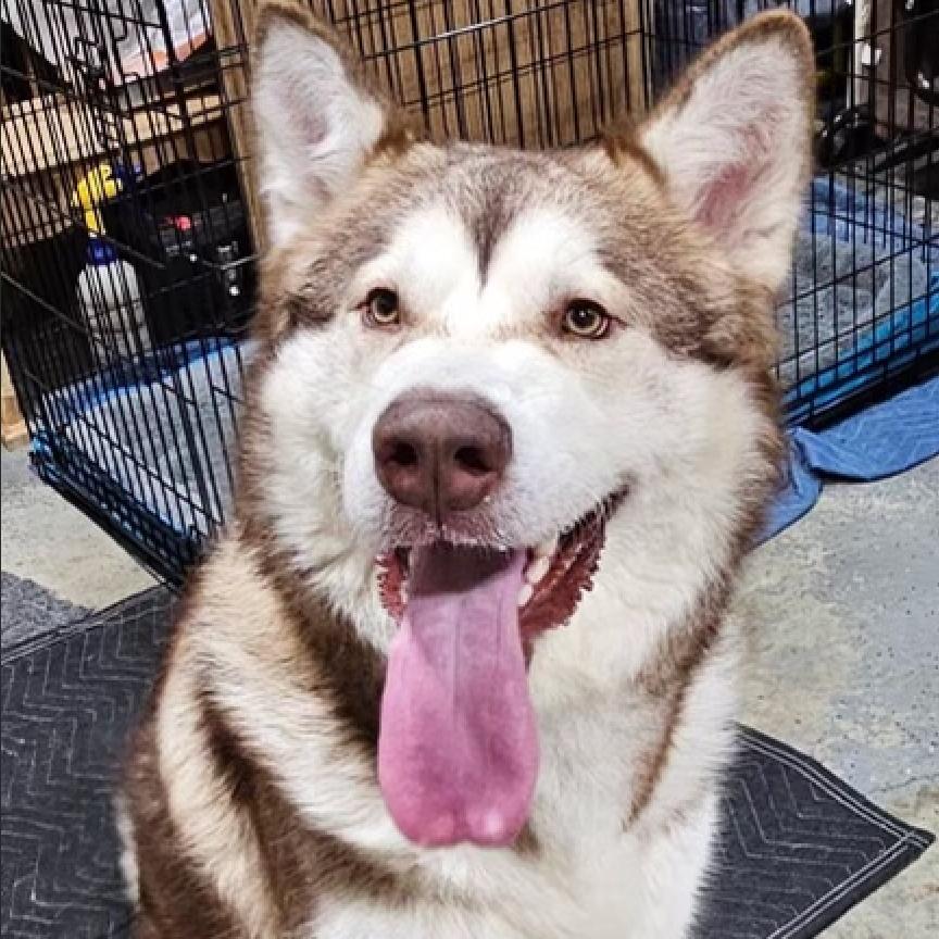Dakota, a Adoptable Alaskan Malamute in Crystal, MN image 3/5