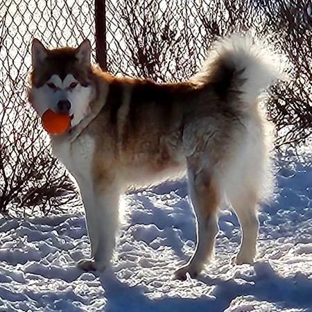 Dakota, a Adoptable Alaskan Malamute in Crystal, MN image 3/6