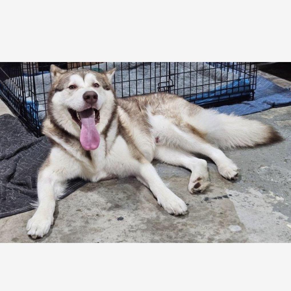 Dakota, a Adoptable Alaskan Malamute in Crystal, MN image 4/5