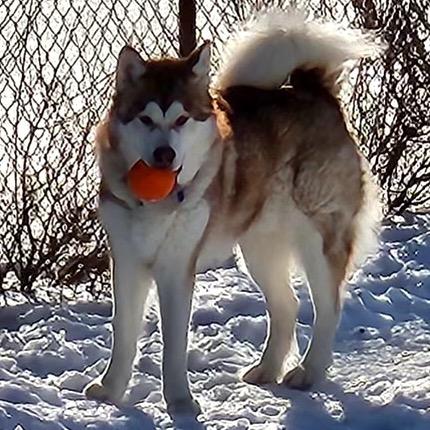 Dakota, a Adoptable Alaskan Malamute in Crystal, MN image 5/6