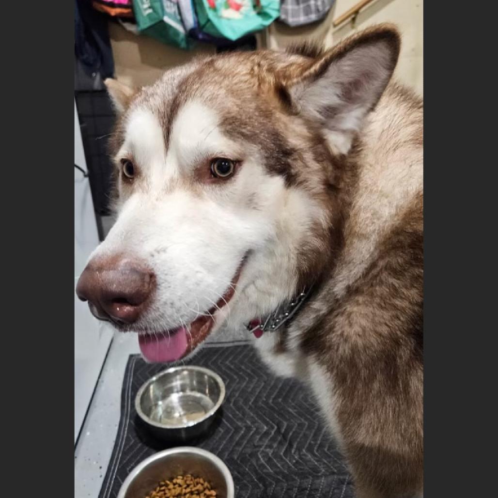 Dakota, a Adoptable Alaskan Malamute in Crystal, MN image 5/5