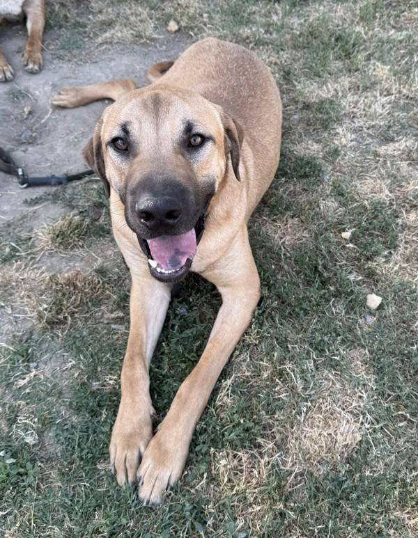 Clyde, a Adoptable mixed breed image 1/6