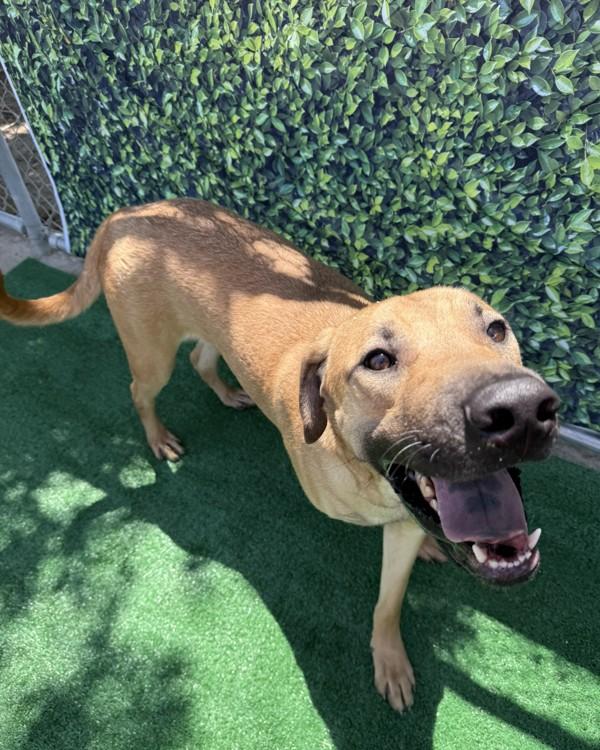 Clyde, a Adoptable mixed breed image 3/6