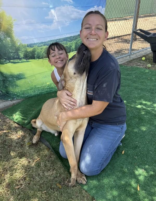 Clyde, a Adoptable mixed breed image 4/6